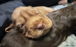 Cocker Spaniel dogs for sale: Exceptional KC Reg Working Cocker Spaniel Puppies - Image 10