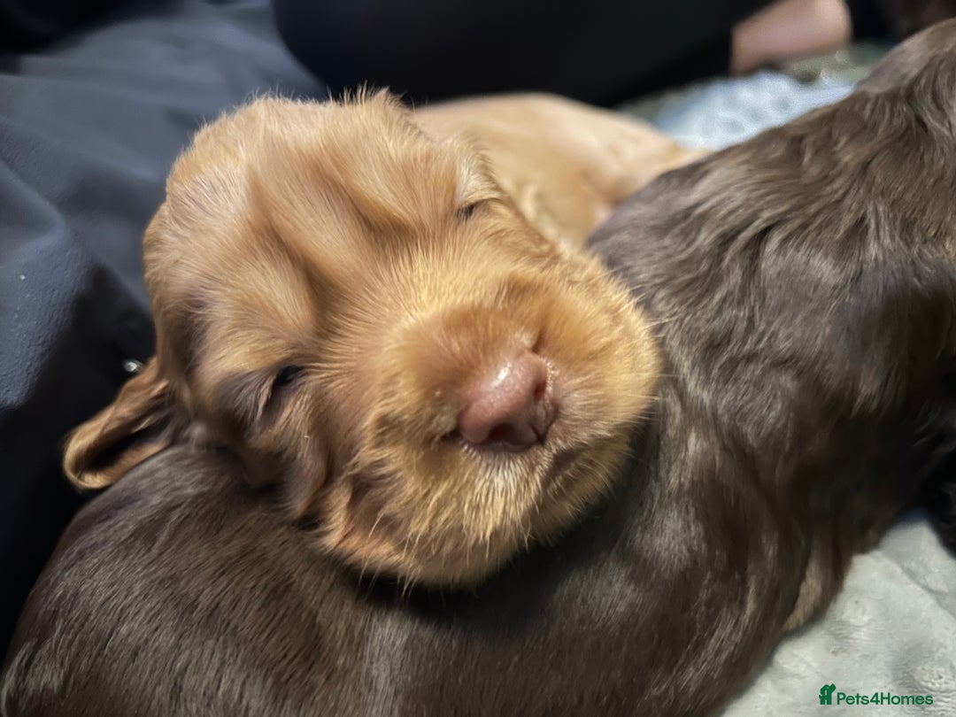 Cocker Spaniel dogs for sale: Exceptional KC Reg Working Cocker Spaniel Puppies - Image 10