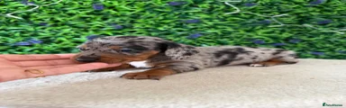 Miniature Dachshund 4