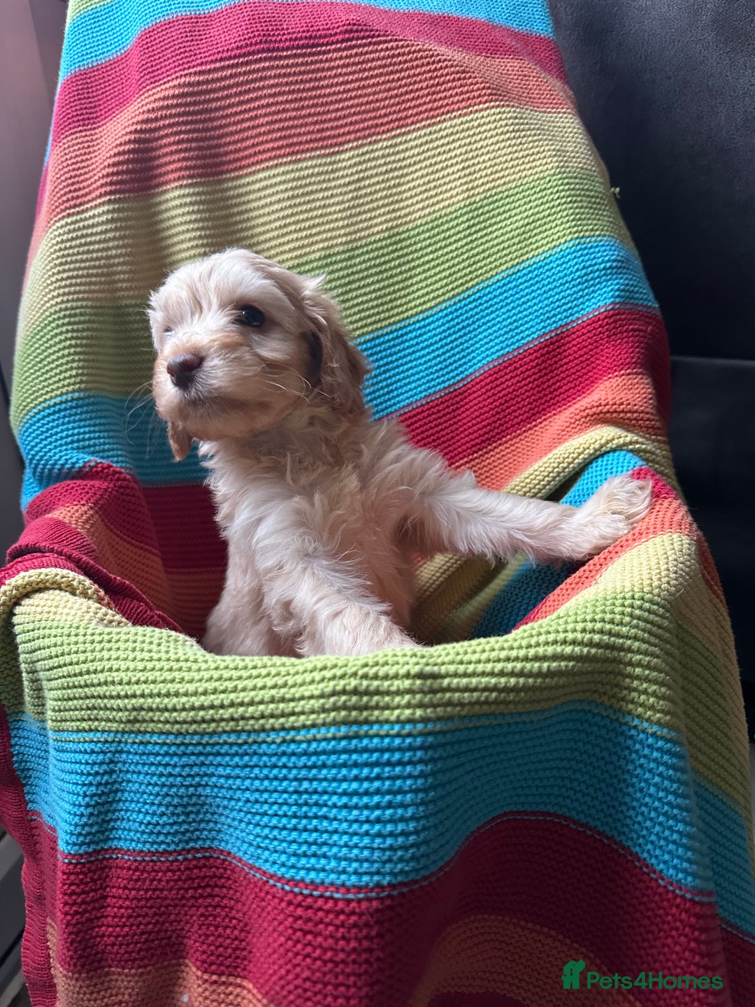 Cockapoo dogs for sale: Extensively health tested Cockapoo puppy’s  - Image 9