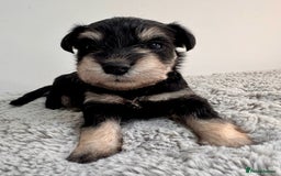 Miniature Schnauzer dogs for sale: Adorable KC registered Miniature Schnauzers - Image 7
