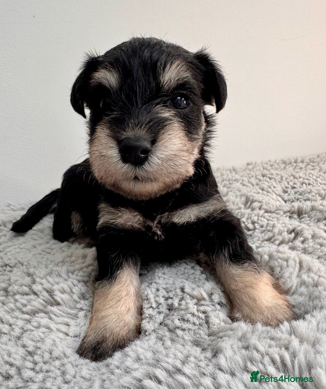 Miniature Schnauzer dogs for sale: Adorable KC registered Miniature Schnauzers - Image 7
