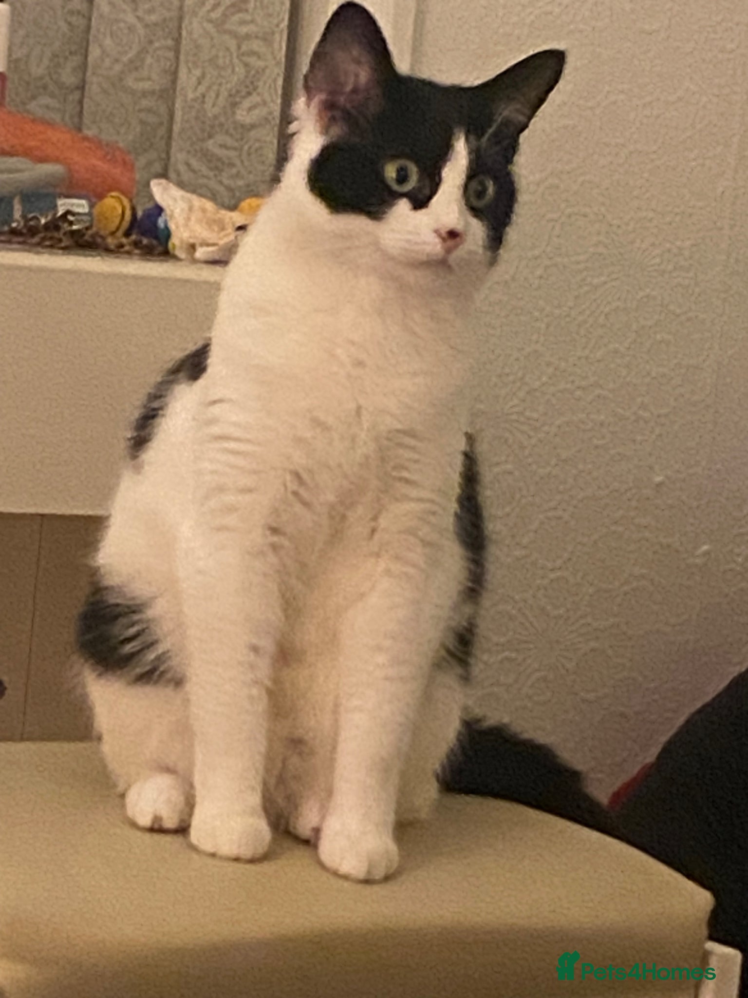 Mixed Breed cats Female cat  - Advert 4