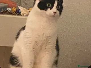 Mixed Breed cats Female cat - Advert 4