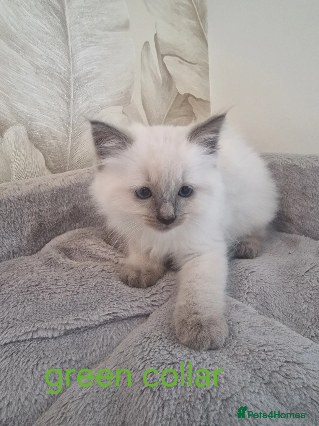Ragdoll cats for sale: Blue Point Ragdoll Kitten-vaccines/microchipped in Bedford - Advert 2