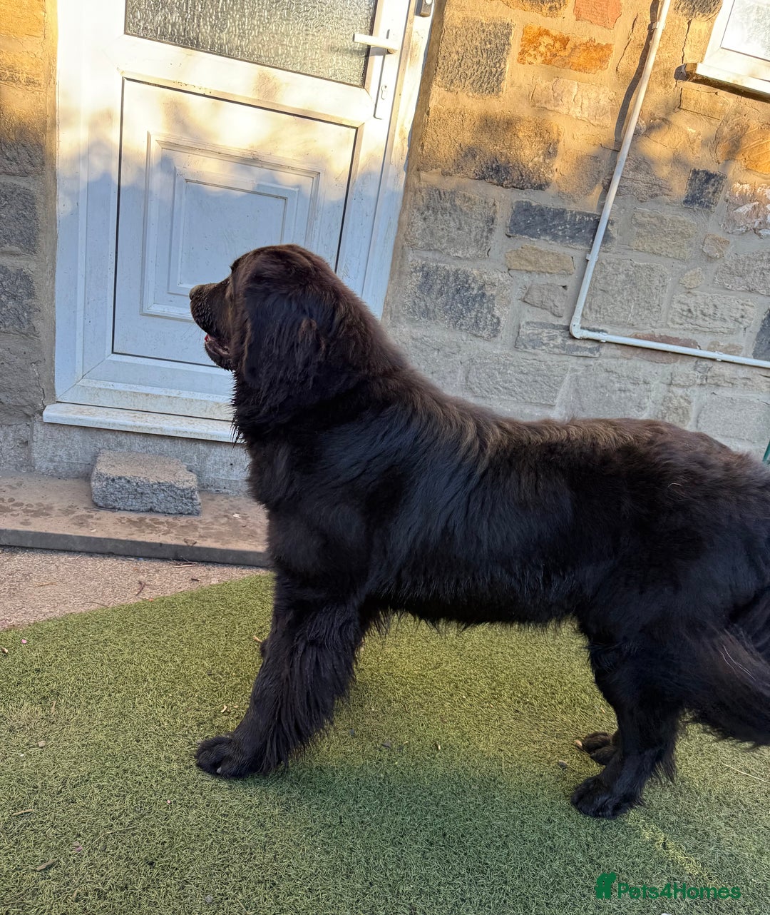 Mixed Breed dogs for sale: Beautiful Newfoundland X Golden Retriever Girl - Image 10