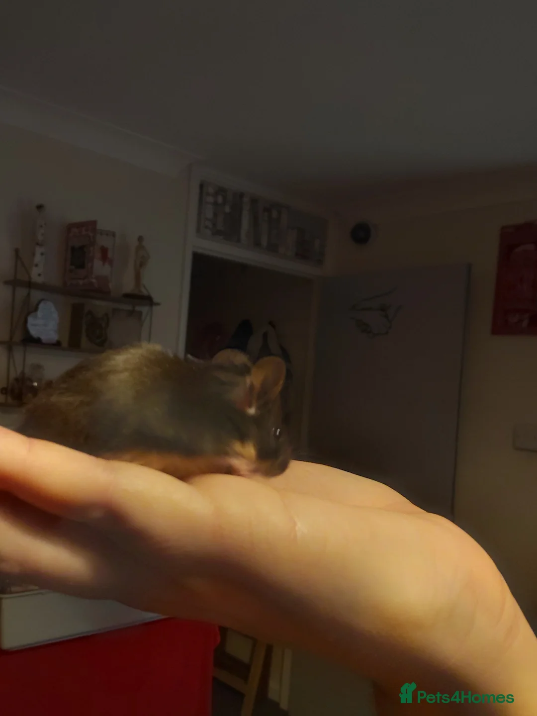 Mouse rodents for sale: Two male mice - Advert 3