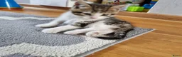 Mixed Breed cats for sale: 7 Beautiful Kittens For Sale!!!!!!! - Advert 12