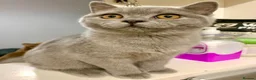 British Shorthair cats for sale: Gccf registered British Blue boy - Advert 6