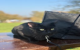 Bombay cats for sale: BLACK CUTE MALE CAT AVAILABLE -MONEY NOT AN ISSUE  - Image 2