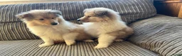 Rough Collie dogs for sale: Rough Collie Puppies  - Advert 11