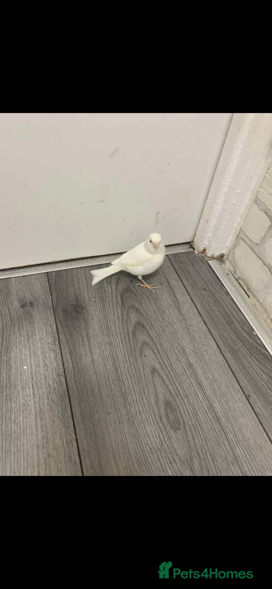 Canaries birds for sale: Fife Border Canaries  - Advert 5