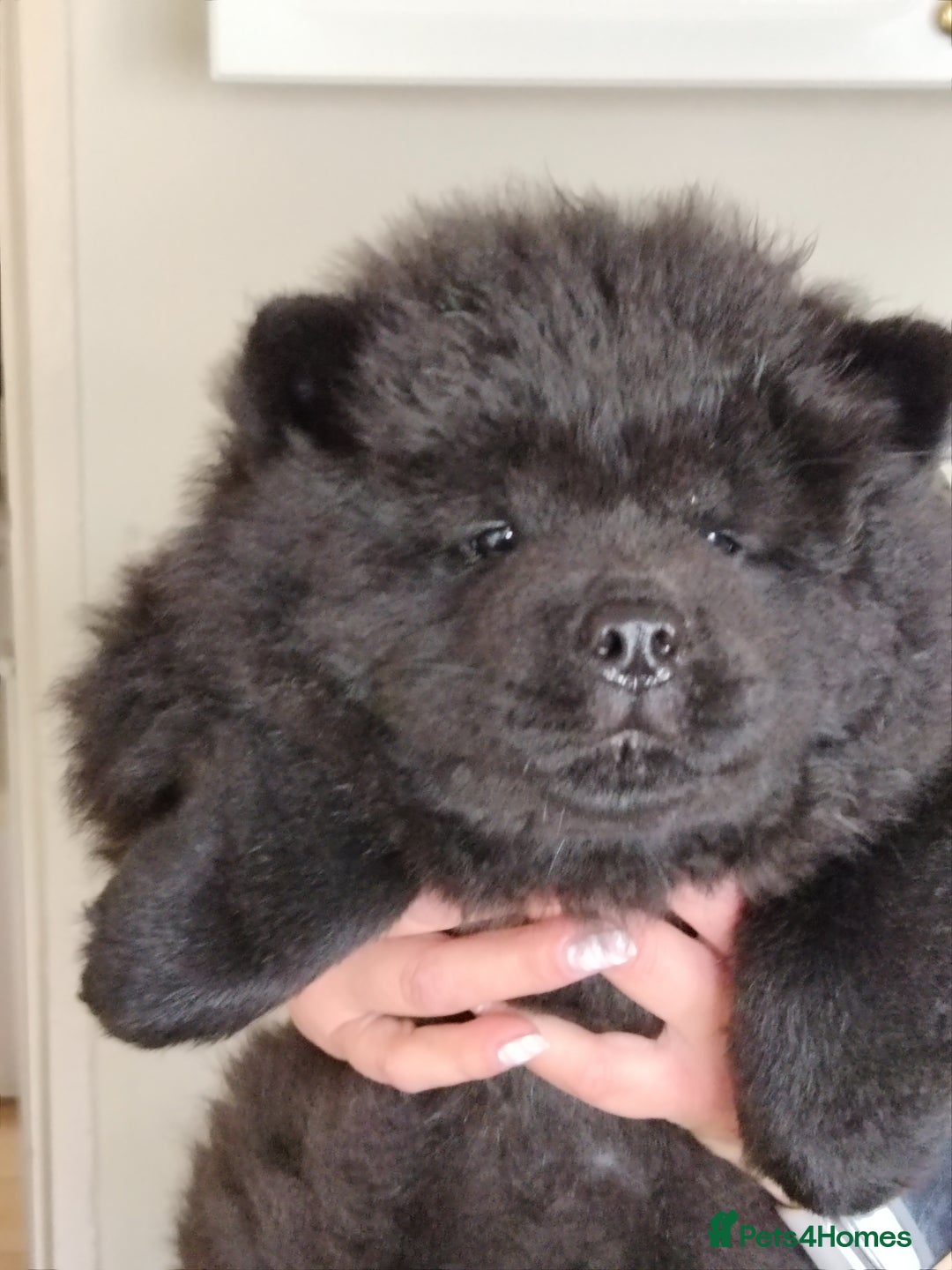 Chow Chow dogs for sale:  KC registered Chow Chow puppies for sale.🤗 - Image 16