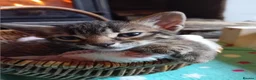 Bengal cats for sale: 🌸 Five Beautiful Bengal Girls for Loving Homes🐾 - Advert 17