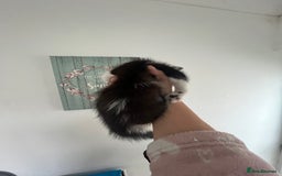 Mixed Breed cats for sale: Lil girl looking for her forever home - Image 8