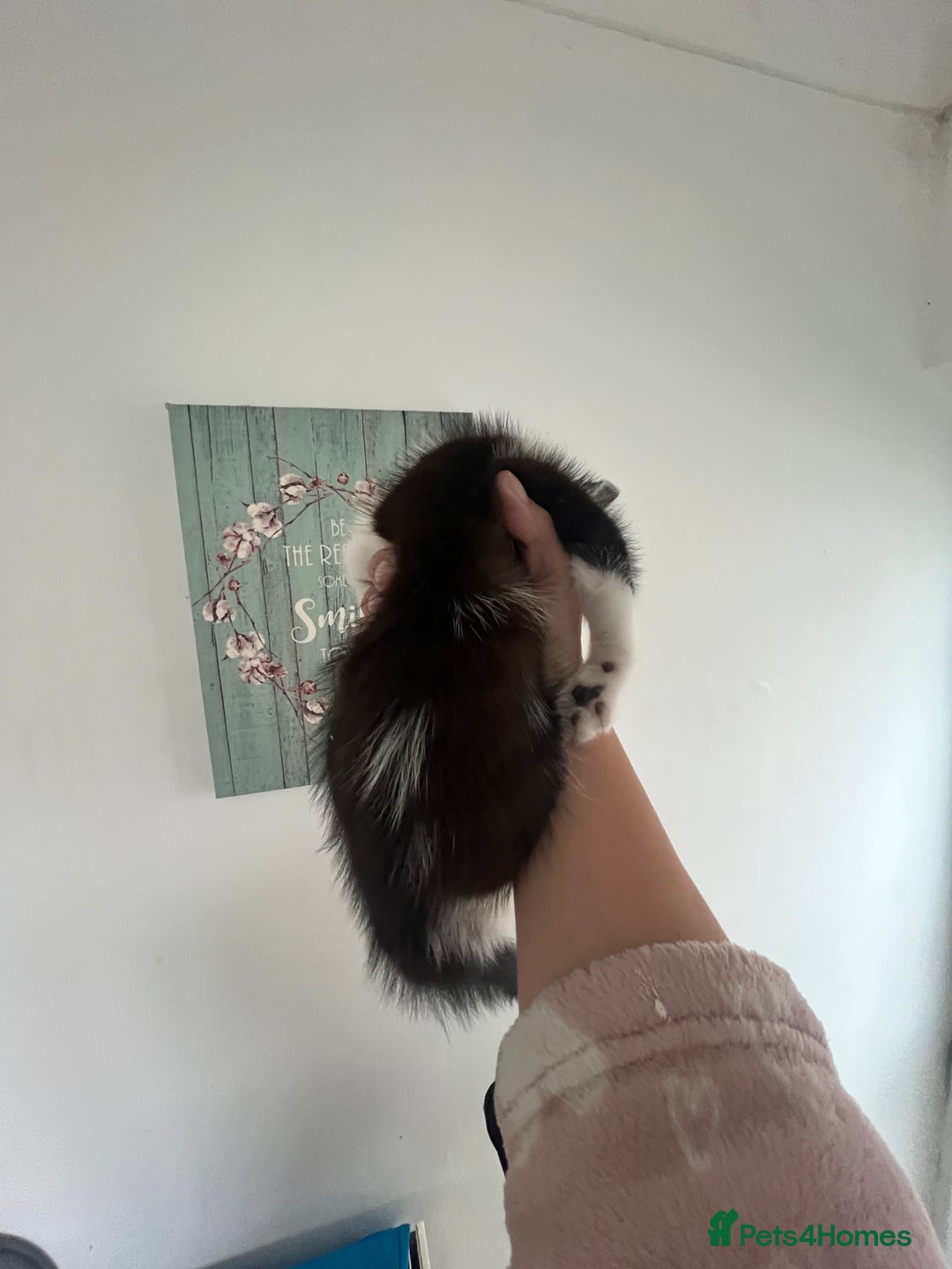 Mixed Breed cats for sale: Lil girl looking for her forever home - Image 8