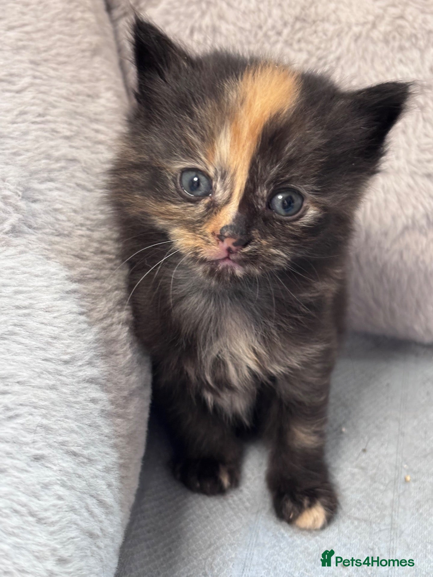 Mixed Breed cats Kittens beautiful Mainecoon cross ready now!🐈🐈 - Advert 2
