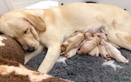 Goldador dogs for sale: A Special Litter of Goldador Puppies - Image 14