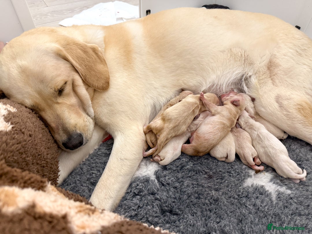 Goldador dogs for sale: A Special Litter of Goldador Puppies - Image 14