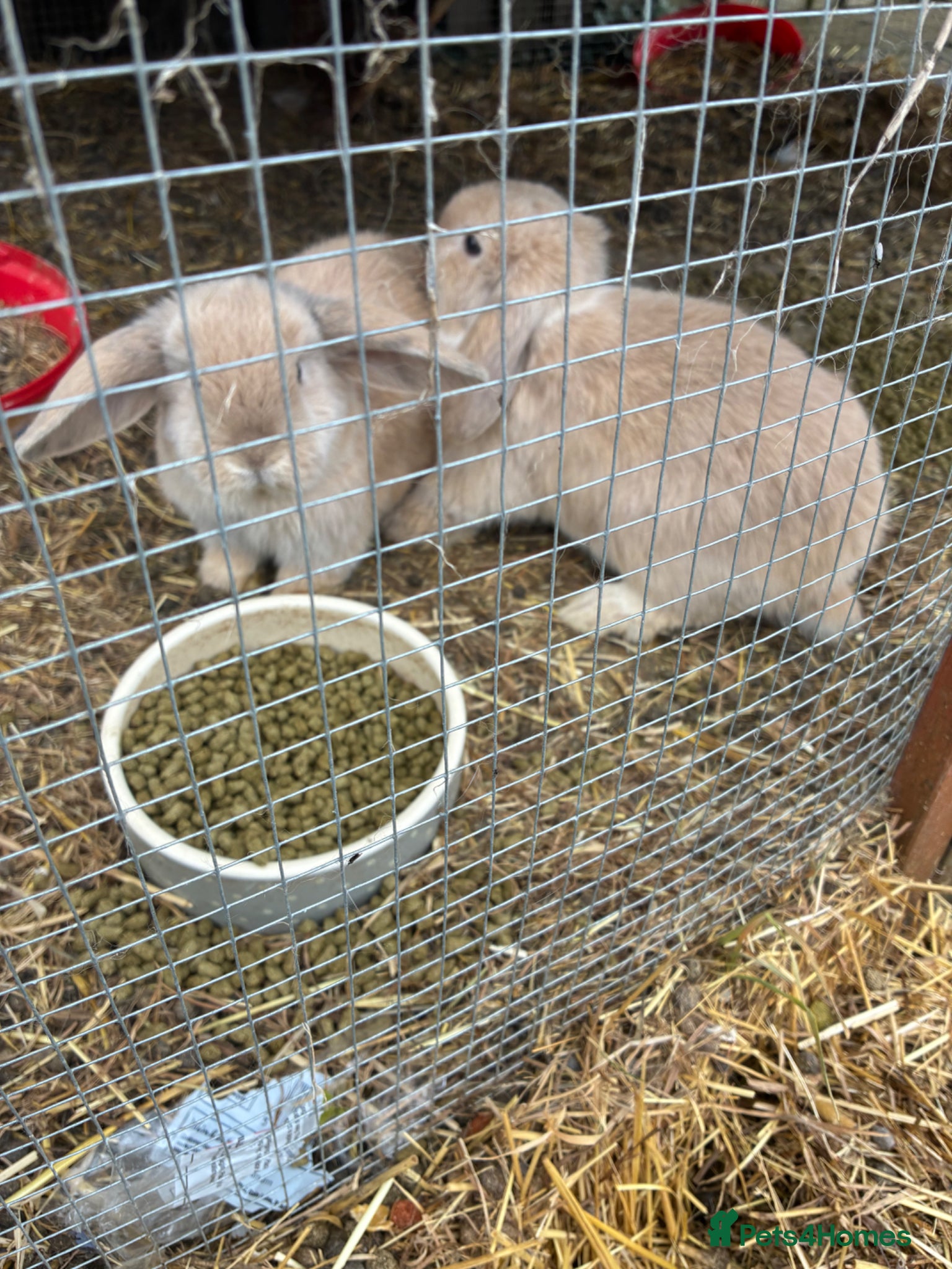Mini Lop rabbits 2 beige mini lops - Advert 2