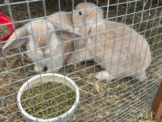 Mini Lop rabbits 2 beige mini lops - Advert 2