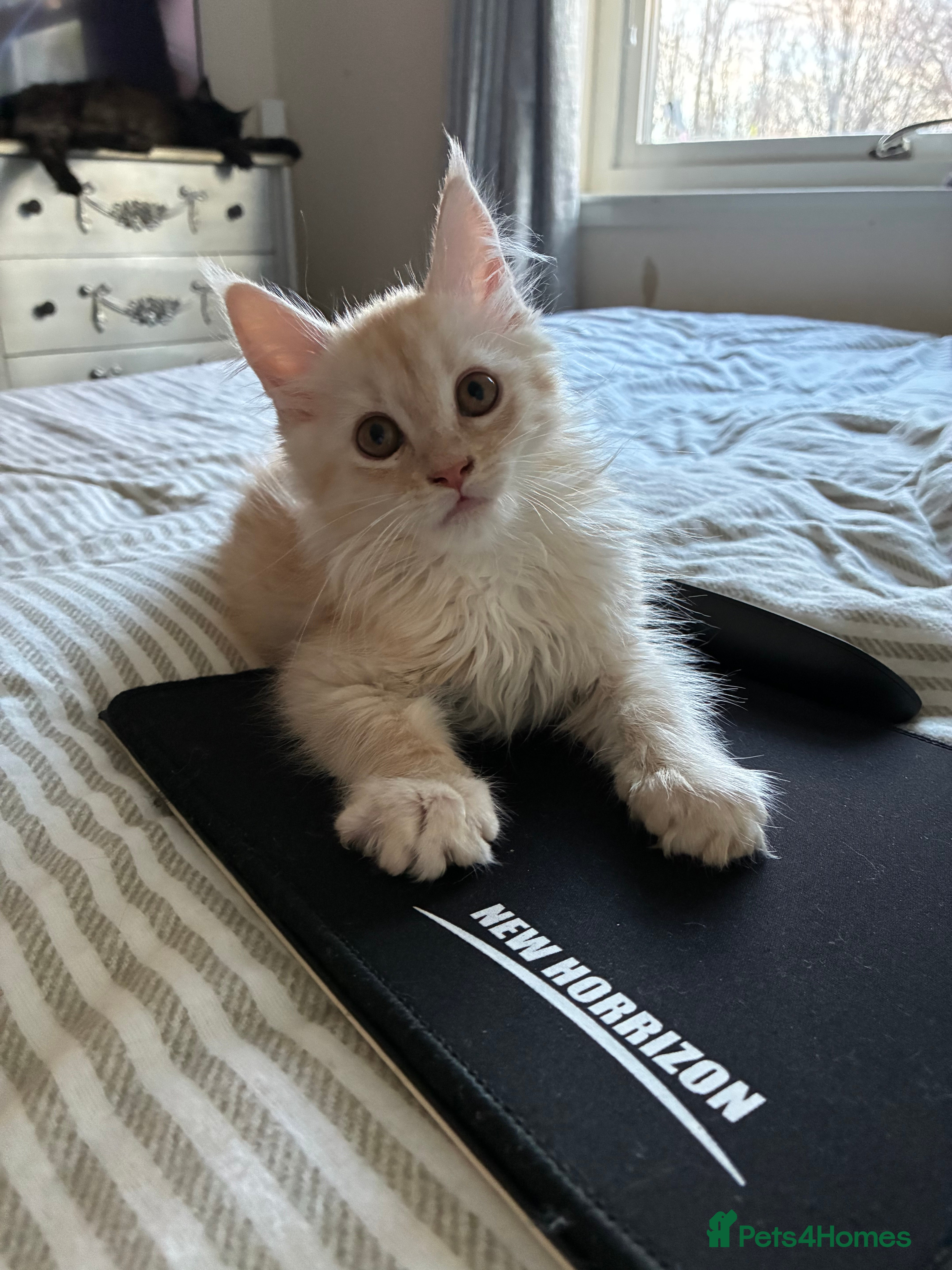 Maine Coon cats Maine coon  - Advert 7