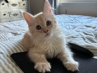 Maine Coon cats Maine coon - Advert 3