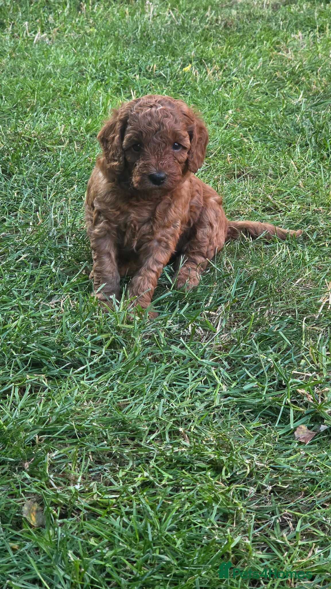 Cavapoo dogs ❤️Beautiful cavapoo- Ready 16th July ❤️ - Advert 2