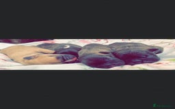 French Bulldog dogs for stud: Latte male proven stud in Harpenden - Image 11