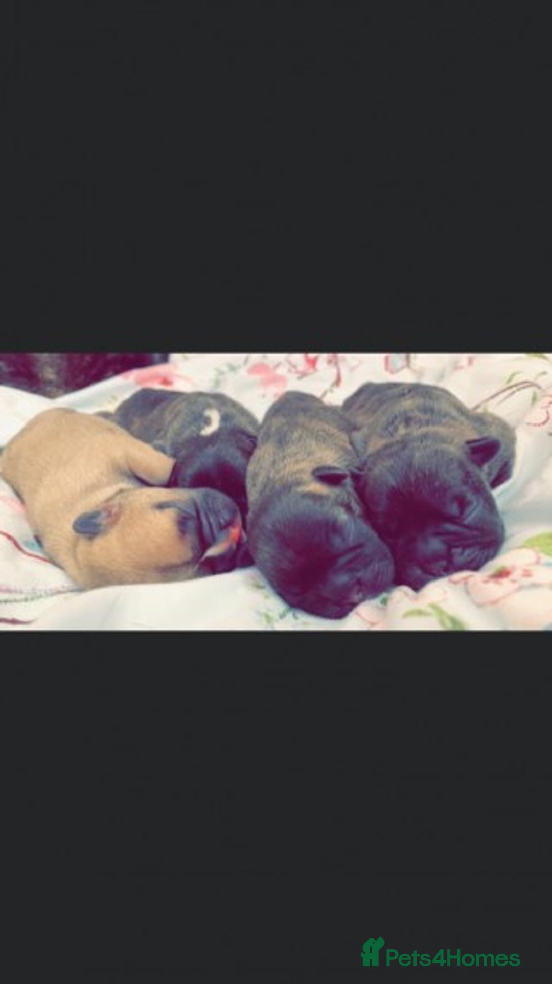 French Bulldog dogs for stud: Latte male proven stud in Harpenden - Image 11