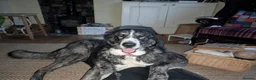 Mixed Breed dogs for sale: 🐾💙 Lovely Lore 💙🐾 in North Shields - Advert 6