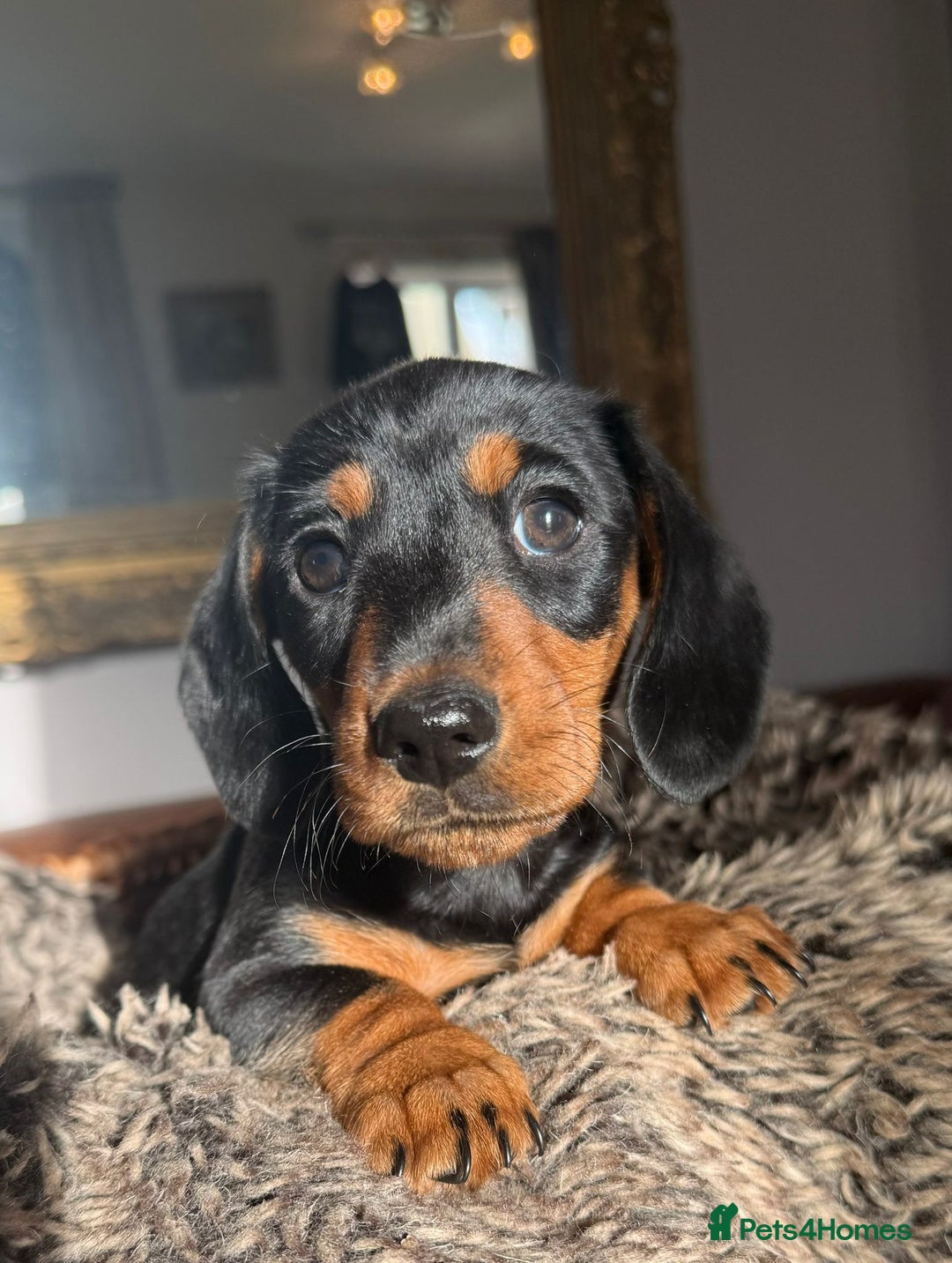 Miniature Dachshund dogs for sale: Beautiful Miniature Smooth Dachshunds  - Advert 19
