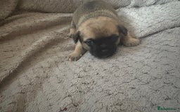 Chug dogs for sale: Chihuahua/chug puppies - Image 12