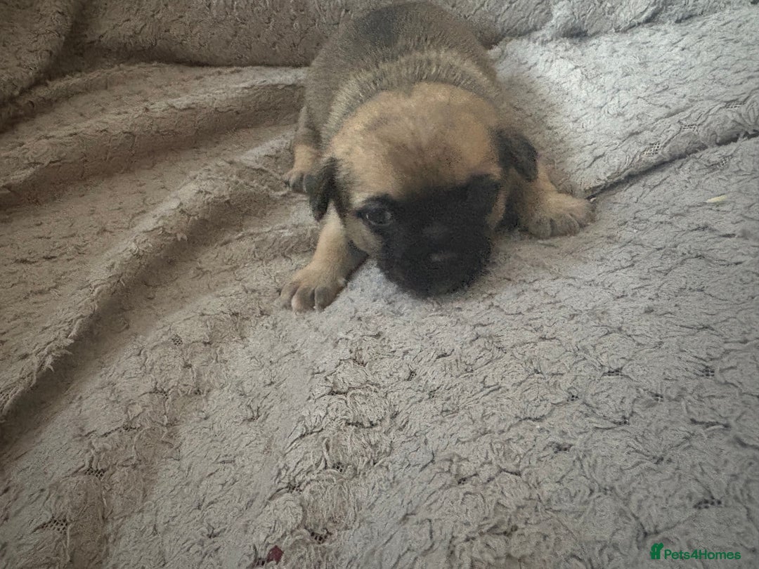 Chug dogs for sale: Chihuahua/chug puppies - Image 12