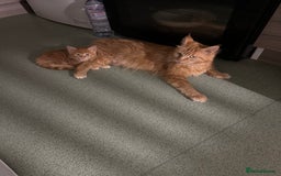 Mixed Breed cats for sale: 5 Maine Coon cross kittens available💞 - Image 19