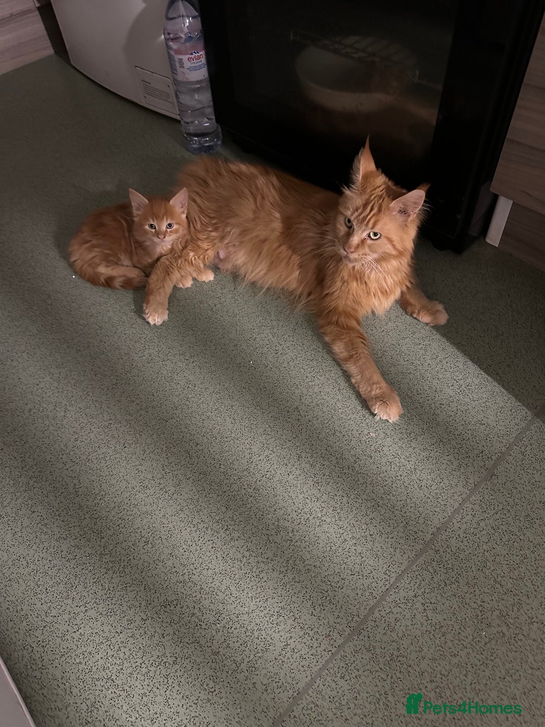 Mixed Breed cats for sale: 5 Maine Coon cross kittens available💞 - Image 19
