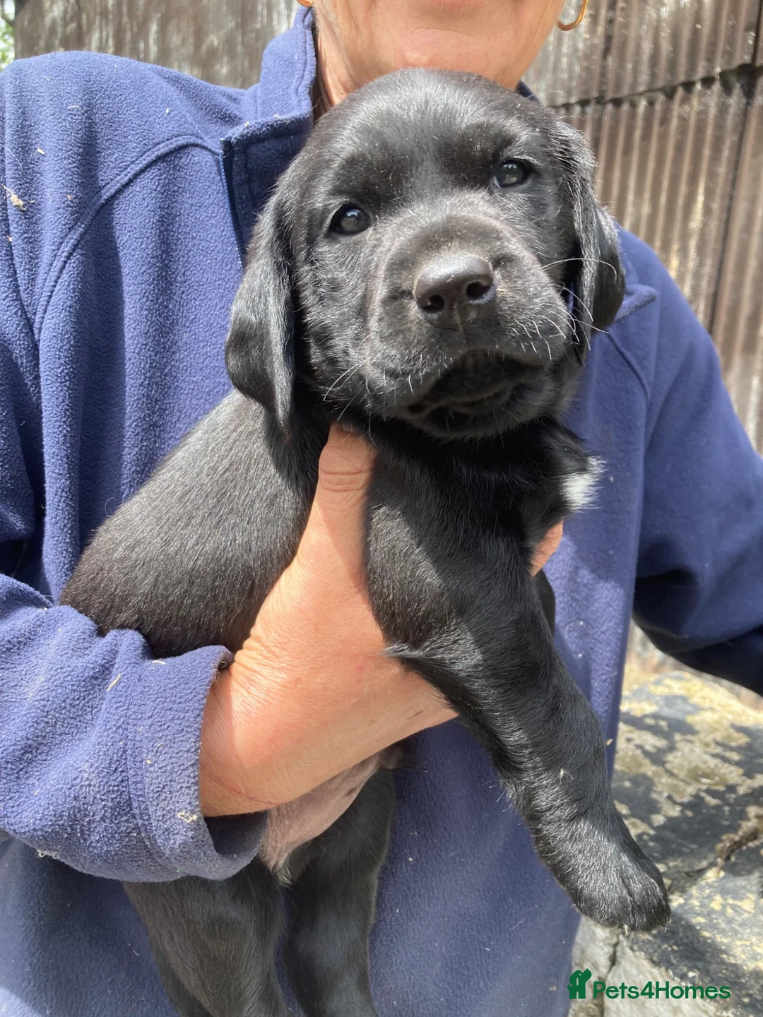 Labrador Retriever dogs for sale: Black Labrador boy puppies in Henfield - Advert 4