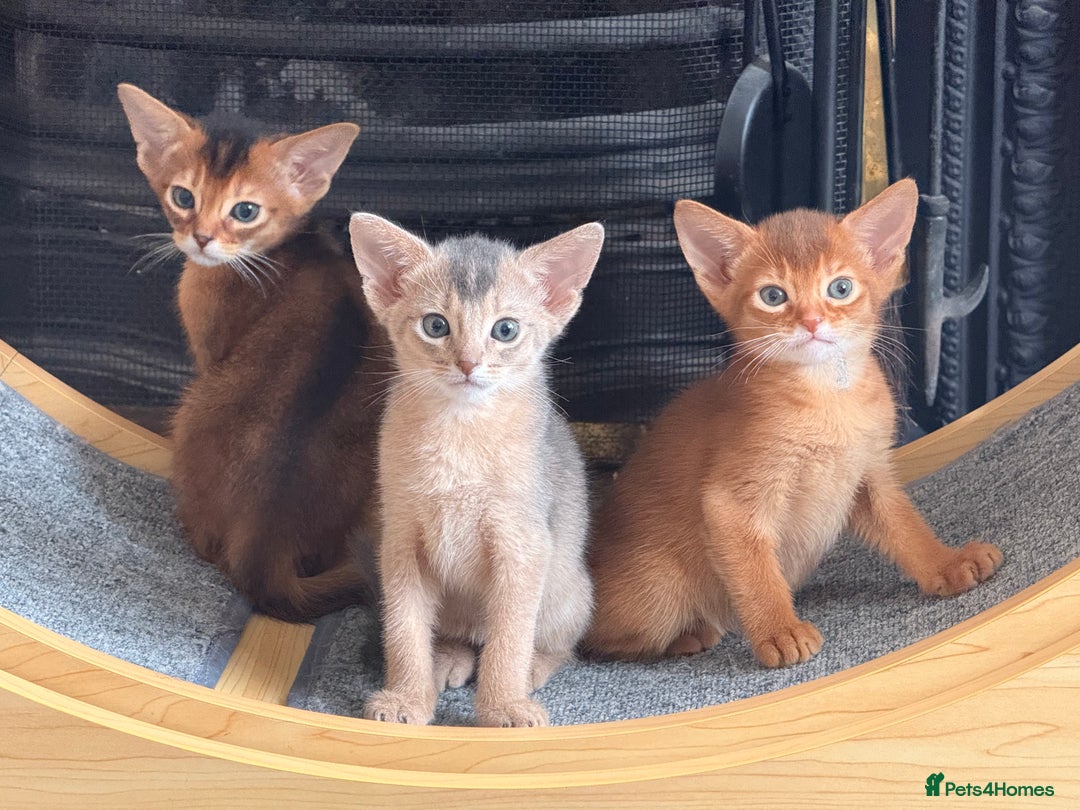 Abyssinian cats for sale: Amazing champion parents litter ❤️ - Image 17