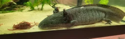 Axolotl reptiles for sale: Axolotls - 2 males and full tank set up in Kilmarnock - Advert 9