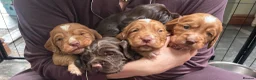 Cocker Spaniel dogs for sale: KC reg Working Cocker Spaniel Puppies  - Advert 2