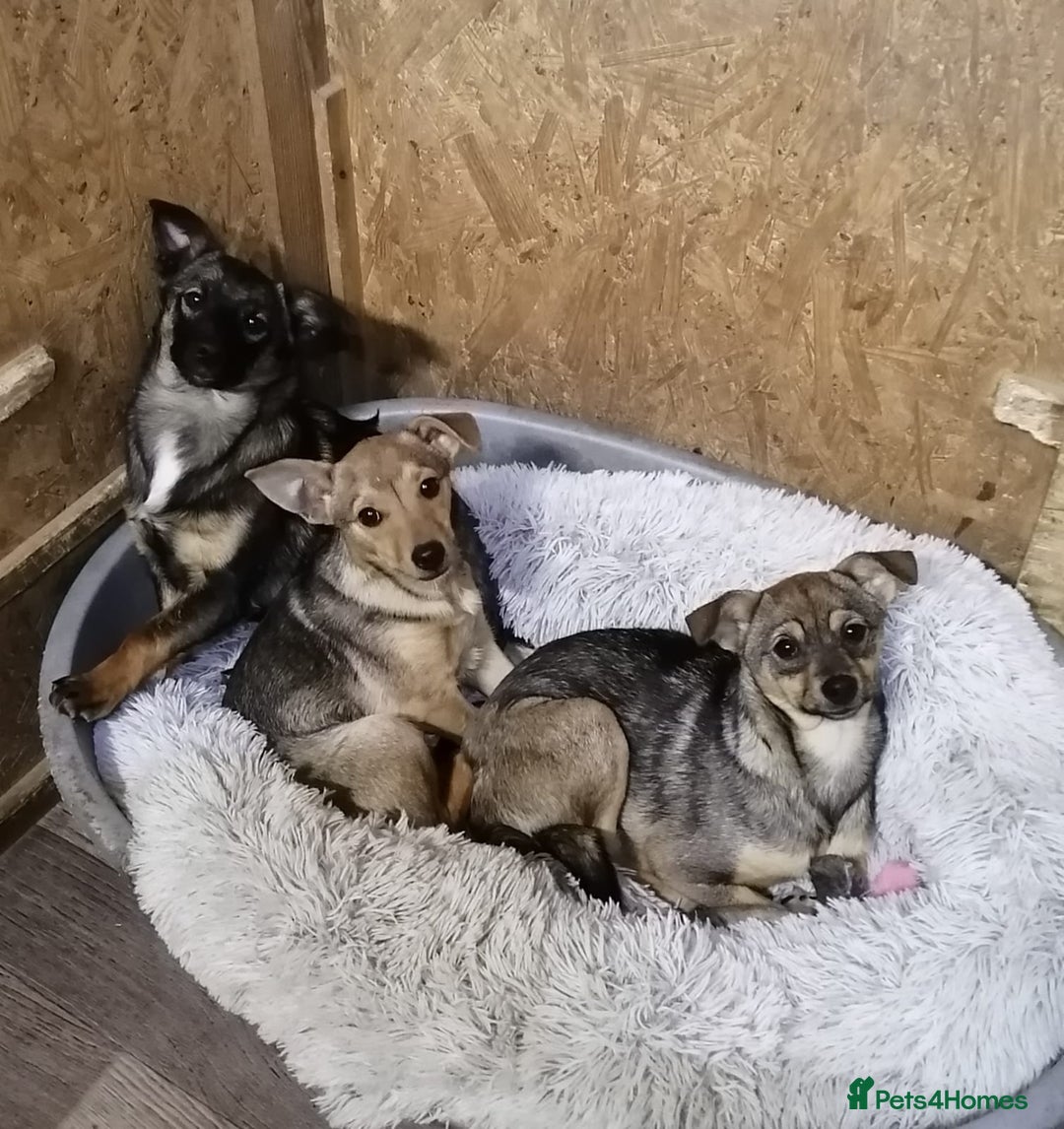 Mixed Breed dogs for adoption: ❤️NIKA & LIKA❤️ - 7 months wonderful small girls - Advert 10
