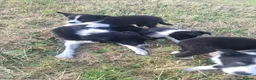 Border Collie dogs for sale: Gorgeous little border collies puppies - Advert 3