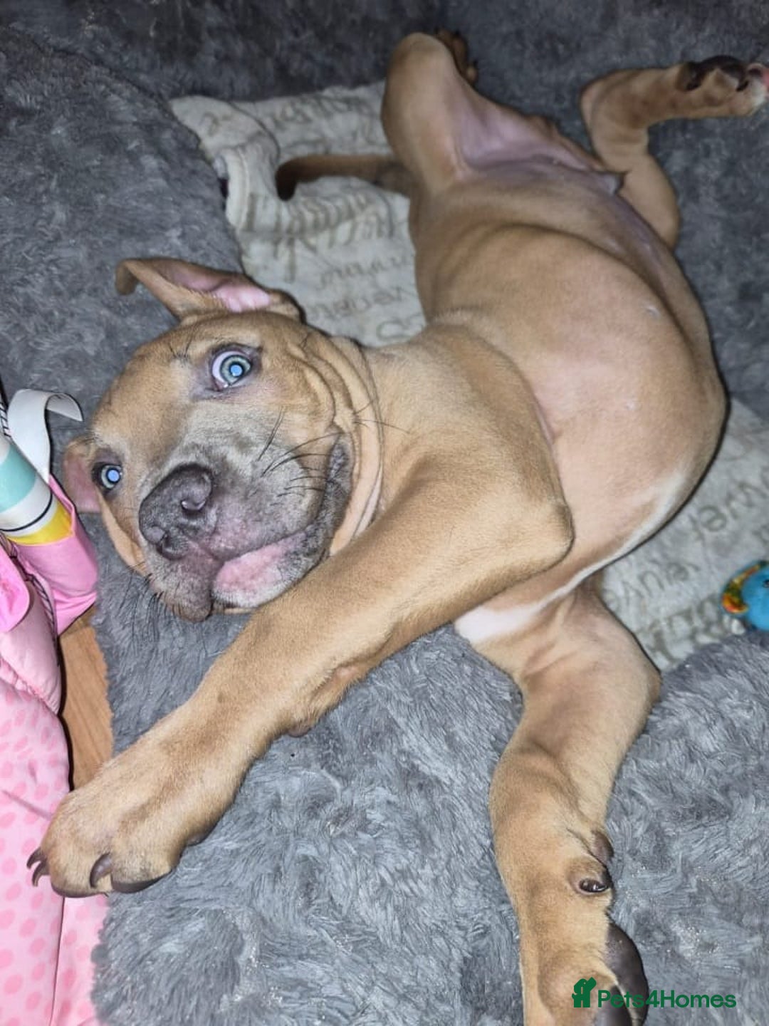 American Bulldog dogs for sale: 11 little hearts need their forever home - Advert 26