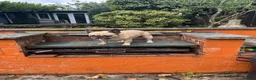 French Bulldog dogs for adoption: FRANK & MILO FRENCHIES ADOPTION IN WESTCOUNTRY - Advert 13