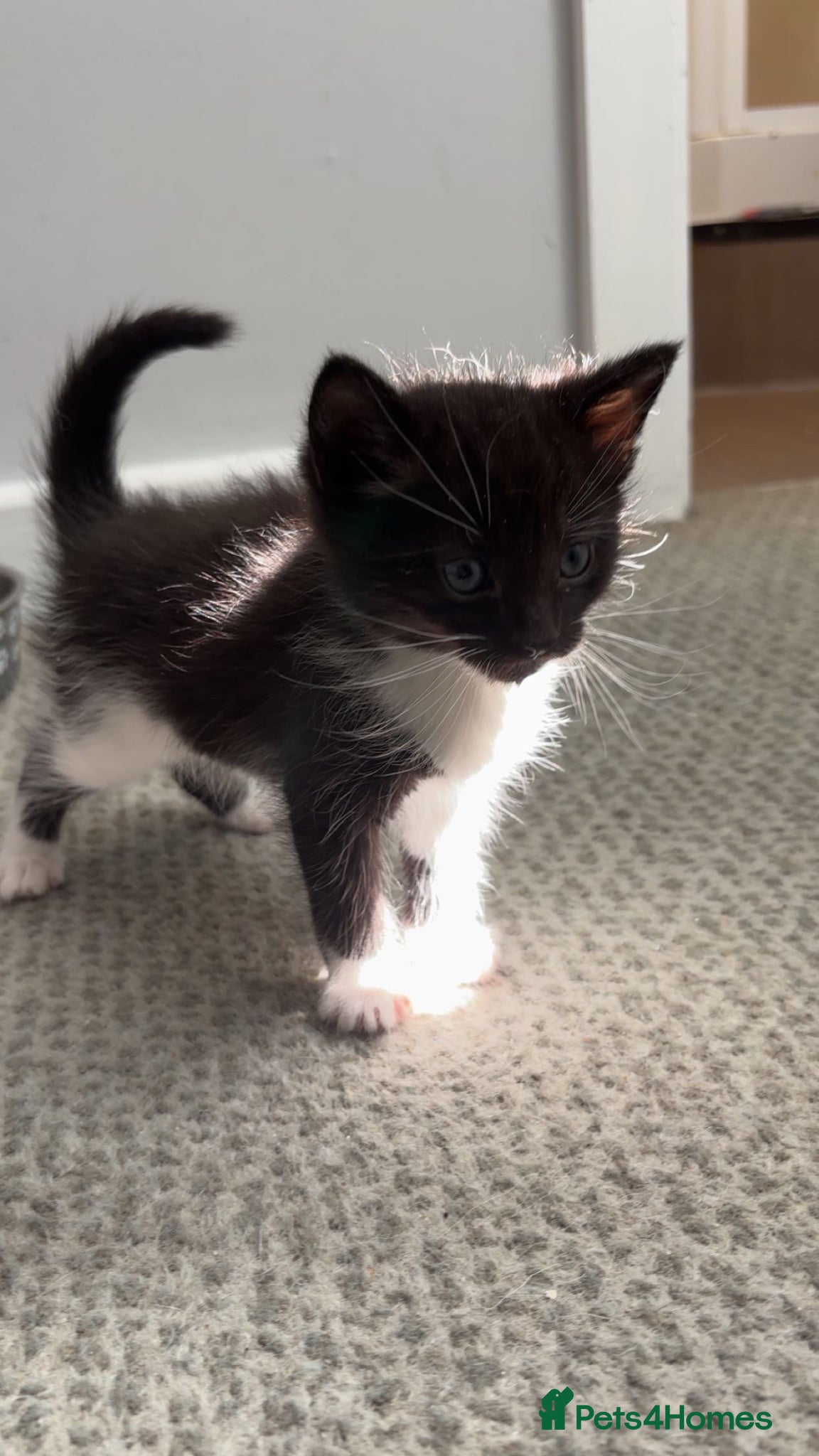 Mixed Breed cats Tuxedo x2 domestic shorthair x1 kittens  - Advert 2