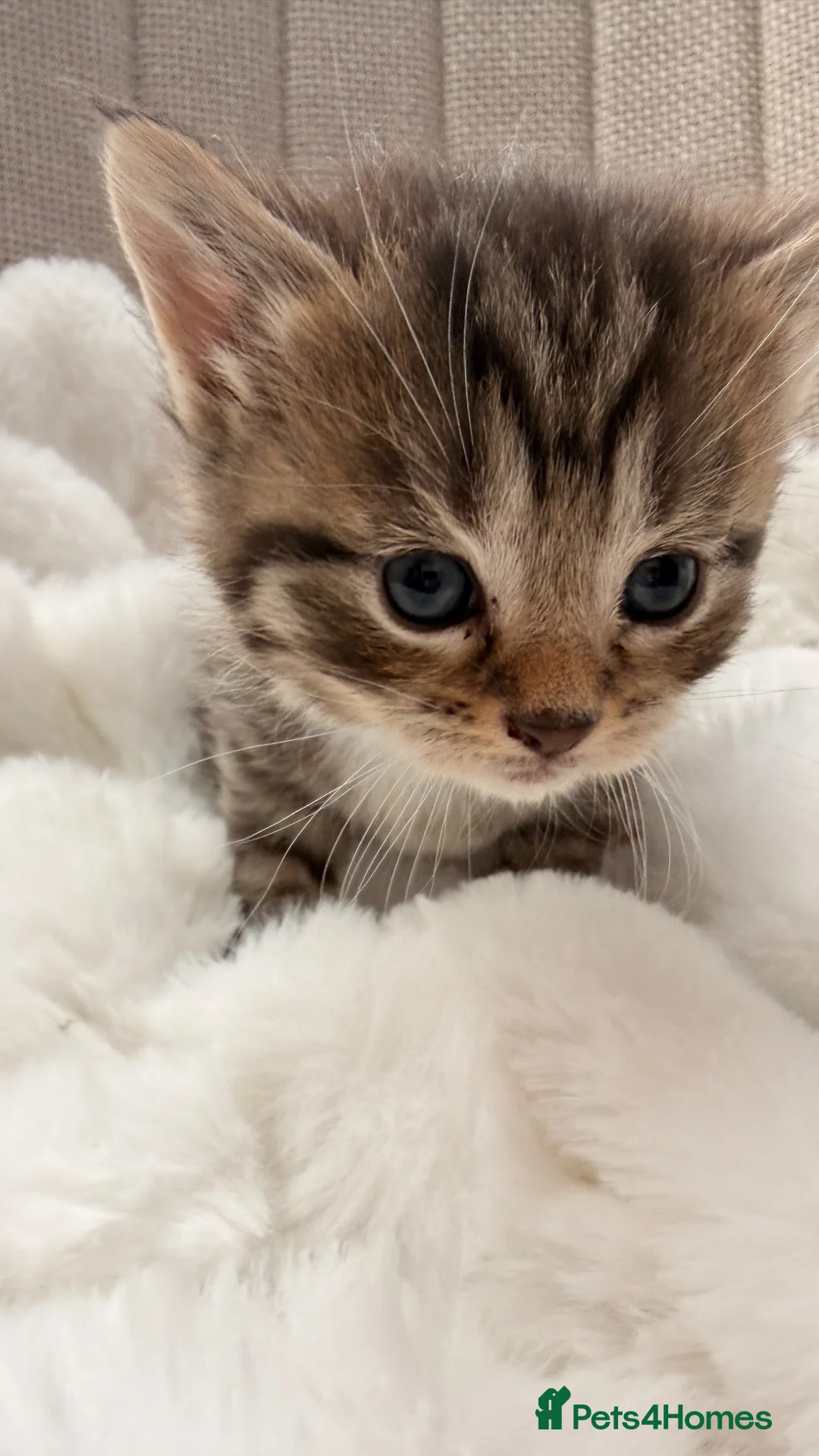 Mixed Breed cats for sale:  lovely kittens looking for a new home  - Advert 4