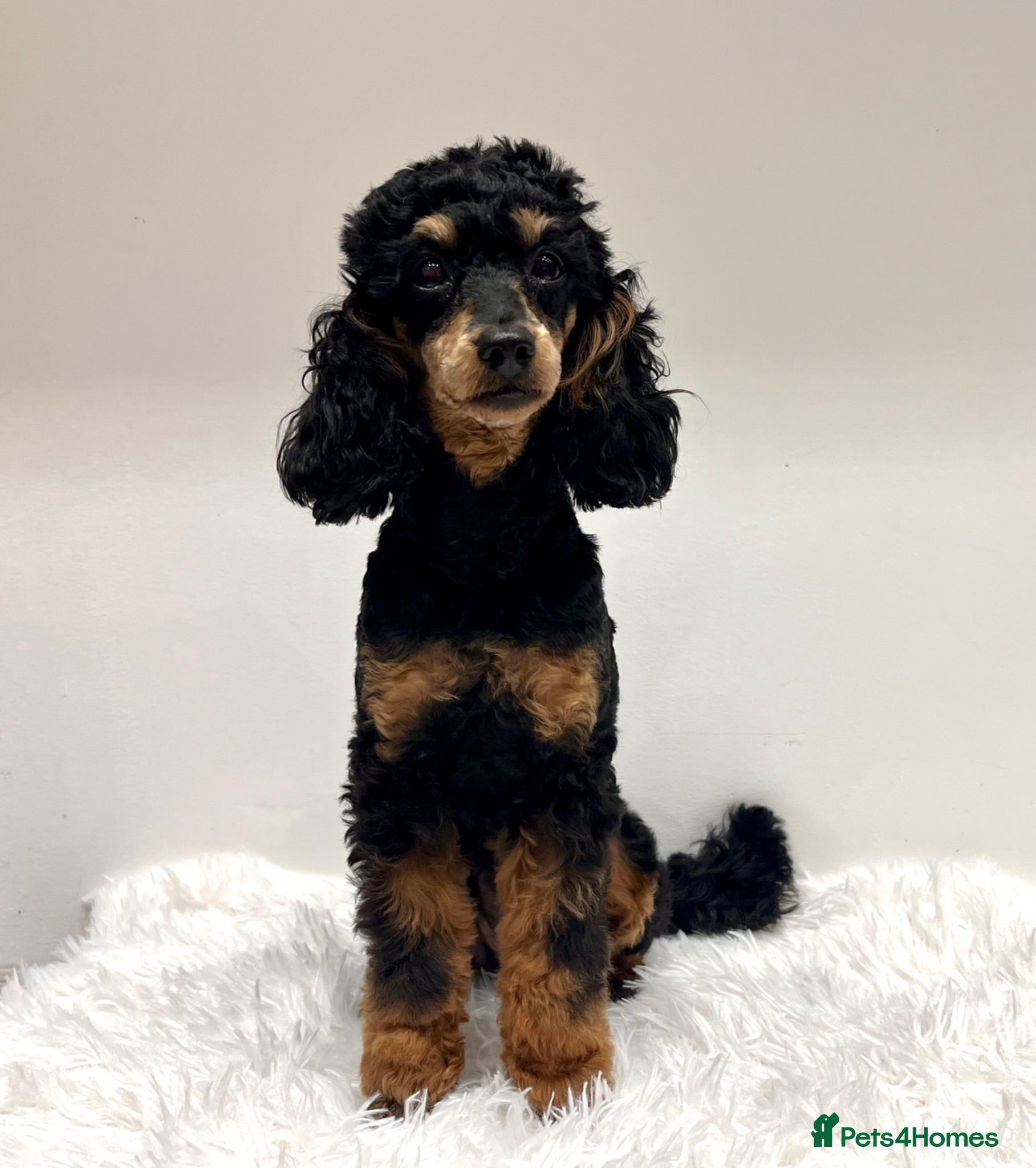 Miniature Poodle dogs Beautiful rare RKC Phantom Miniature Poodle - Advert 2