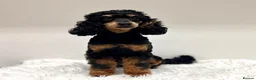 Miniature Poodle dogs for sale: Beautiful rare RKC Phantom Miniature Poodle - Advert 2