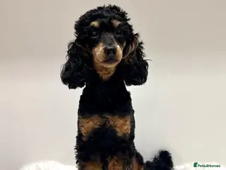 Miniature Poodle dogs Beautiful rare RKC Phantom Miniature Poodle - Advert 2