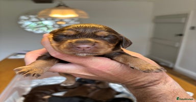 Cocker Spaniel dogs - Advert 7